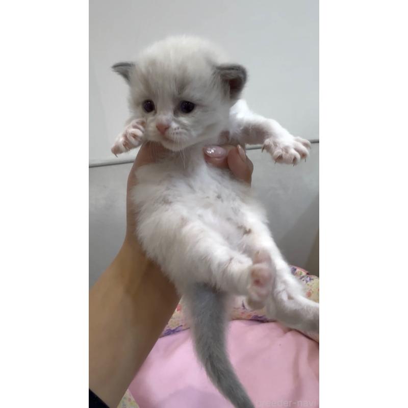 販売中の東京都のラグドール-139210の3枚目