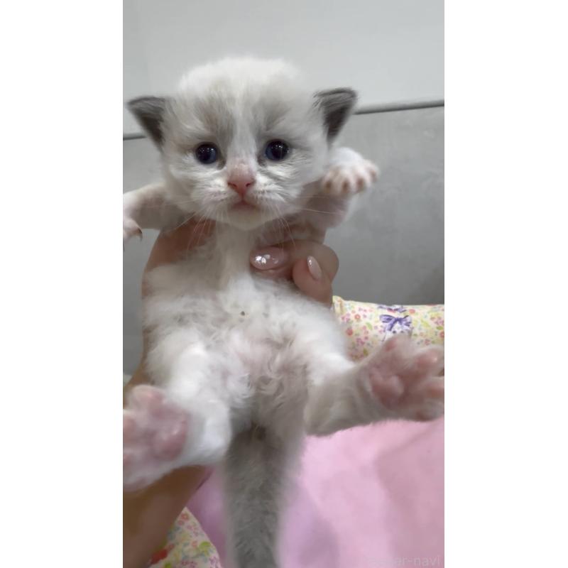 販売中の東京都のラグドール-139210の2枚目