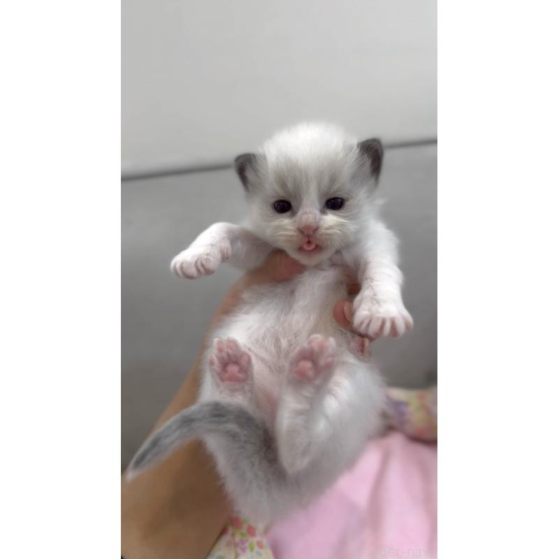 販売中の東京都のラグドール-139212の6枚目