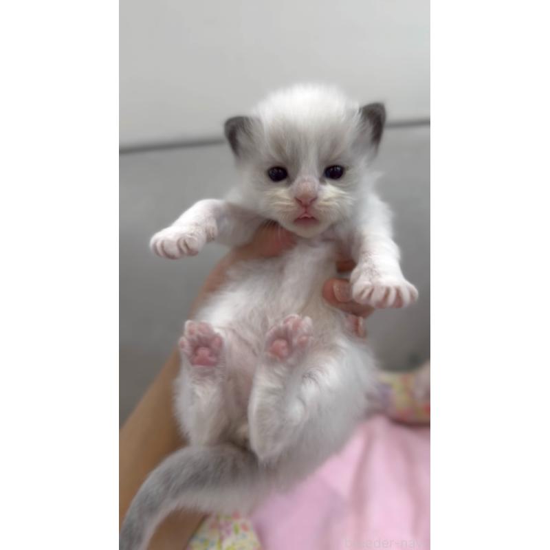 販売中の東京都のラグドール-139212の5枚目