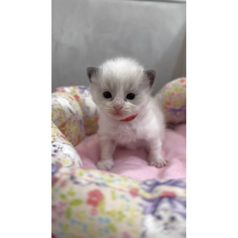 販売中の東京都のラグドール-139212の4枚目