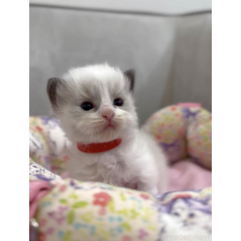 販売中の東京都のラグドール-139212の3枚目