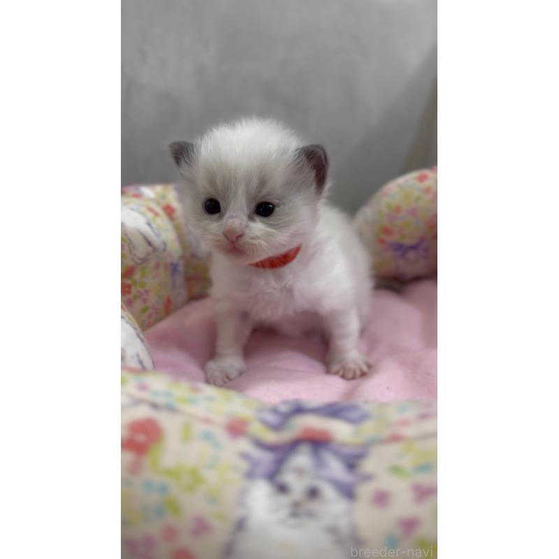 販売中の東京都のラグドール-139212の2枚目