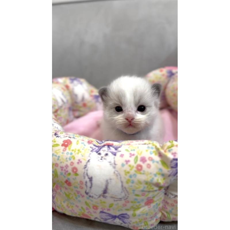 販売中の東京都のラグドール-139213の5枚目