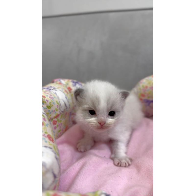 販売中の東京都のラグドール-139213の4枚目