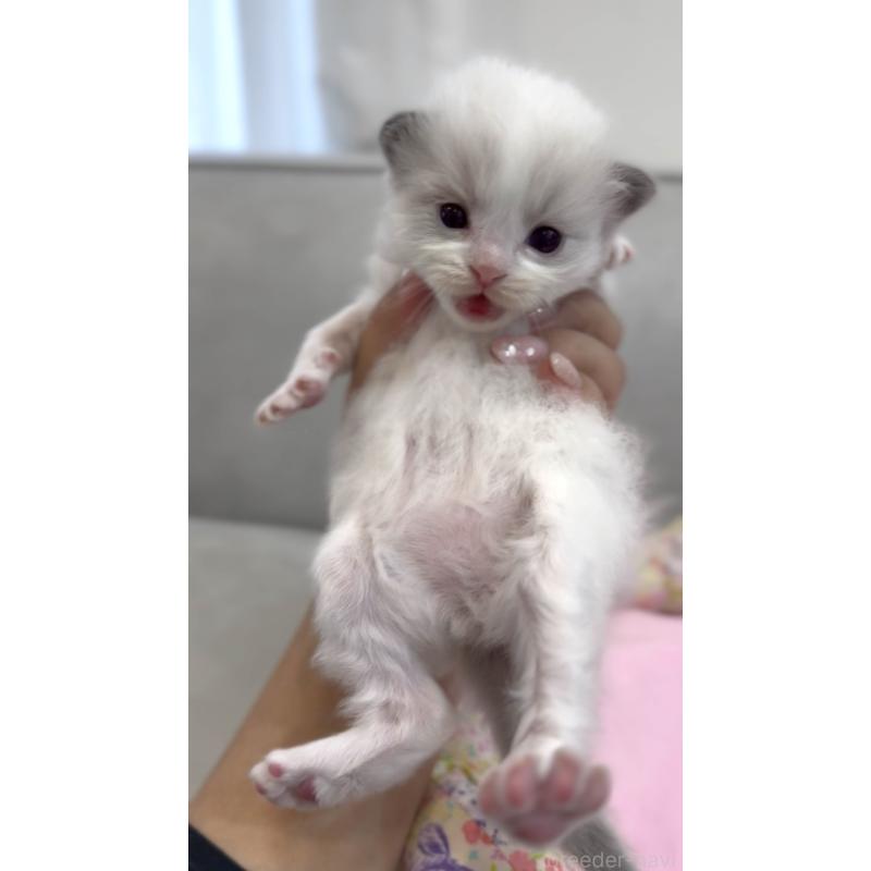 販売中の東京都のラグドール-139213の3枚目