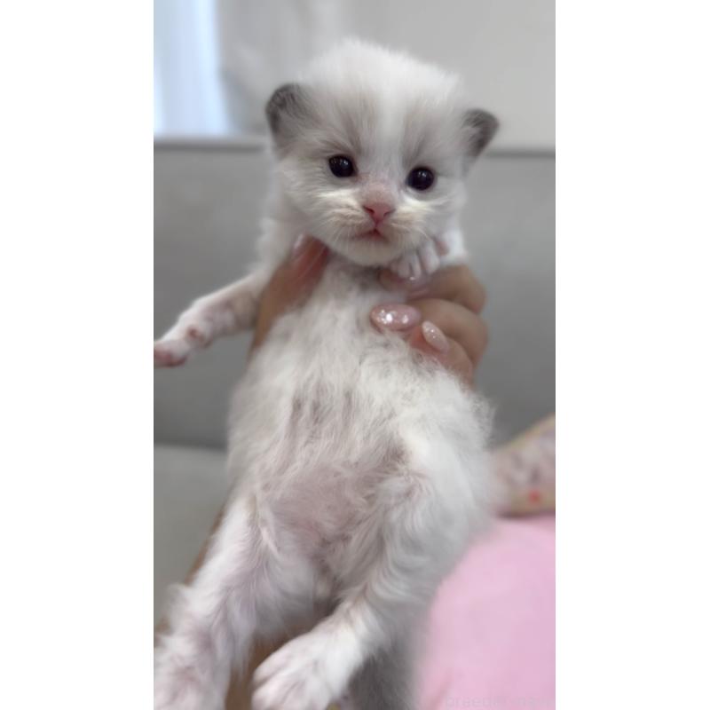 販売中の東京都のラグドール-139213の2枚目