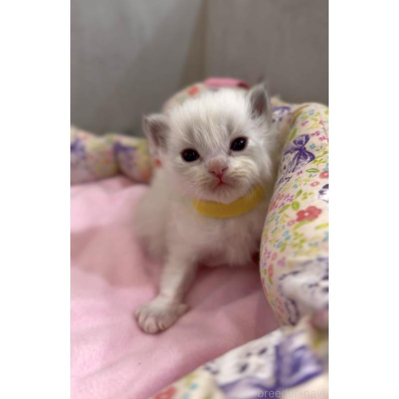 販売中の東京都のラグドール-139214の6枚目