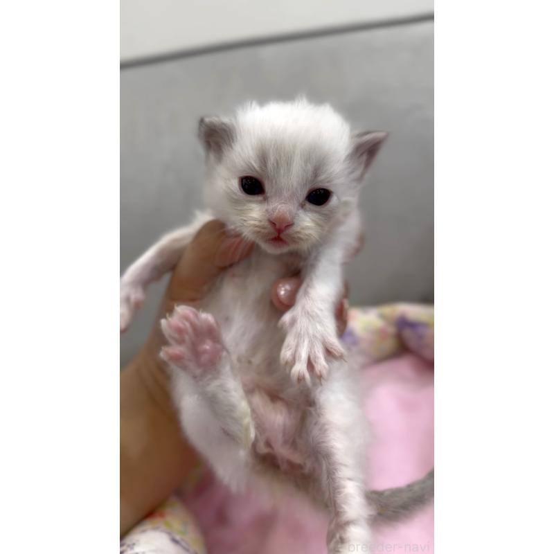 販売中の東京都のラグドール-139214の5枚目