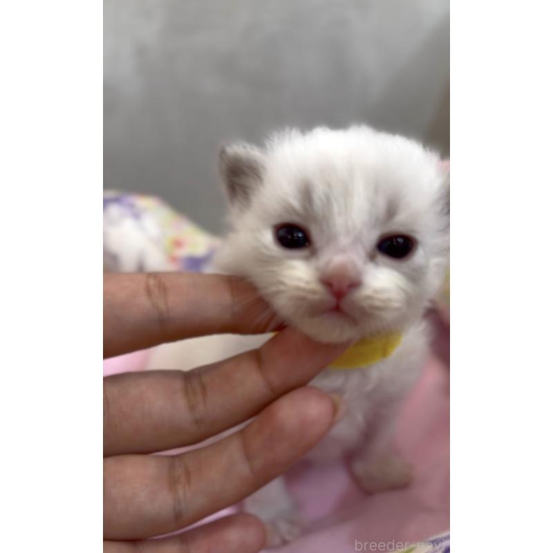 販売中の東京都のラグドール-139214の4枚目