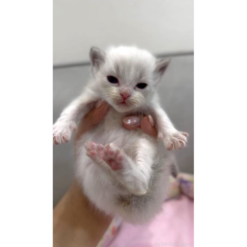 販売中の東京都のラグドール-139214の3枚目