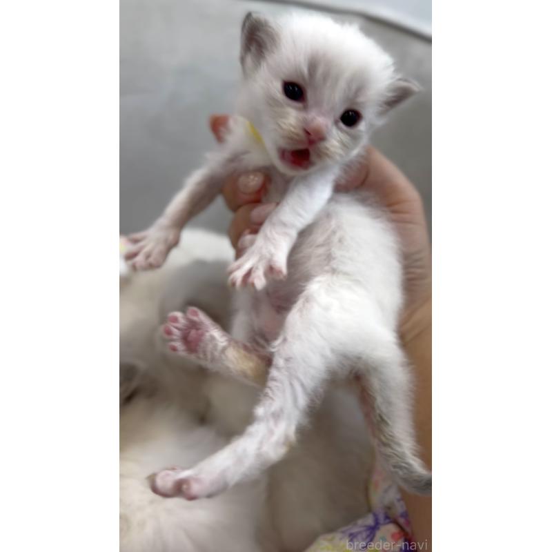 販売中の東京都のラグドール-139214の2枚目