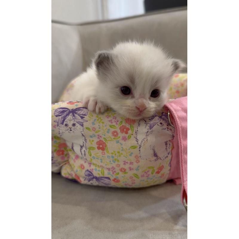 販売中の東京都のラグドール-139215の6枚目