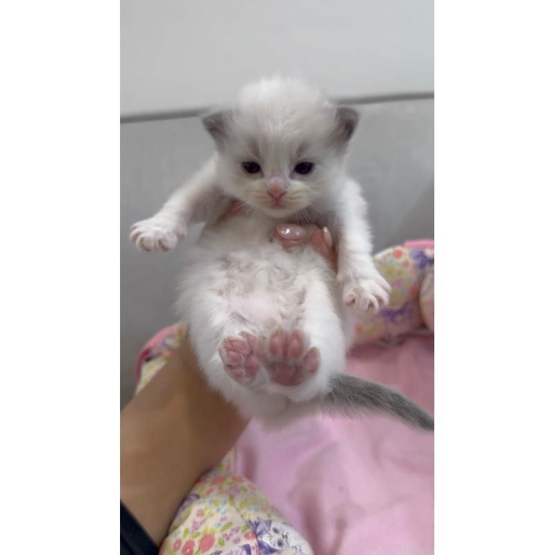 販売中の東京都のラグドール-139215の4枚目