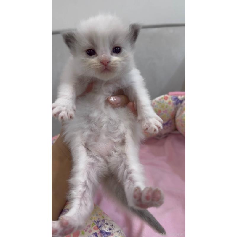 販売中の東京都のラグドール-139215の3枚目