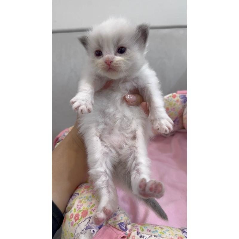 販売中の東京都のラグドール-139215の2枚目