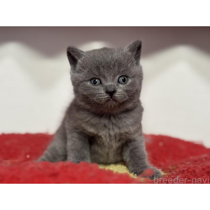 販売中の神奈川県のブリティッシュショートヘア-139216の18枚目