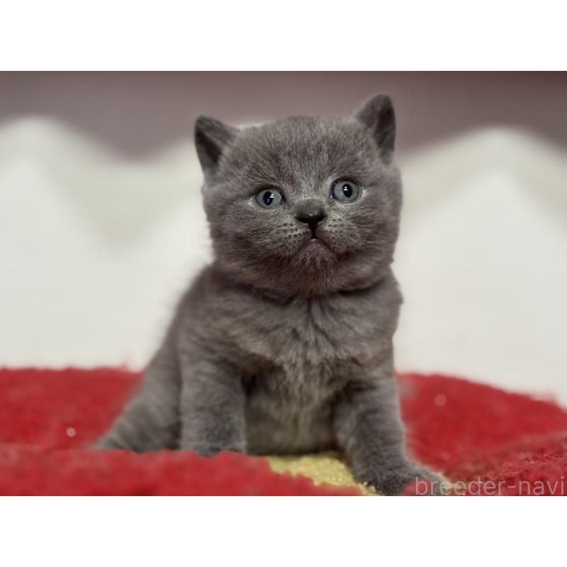 販売中の神奈川県のブリティッシュショートヘア-139216の16枚目