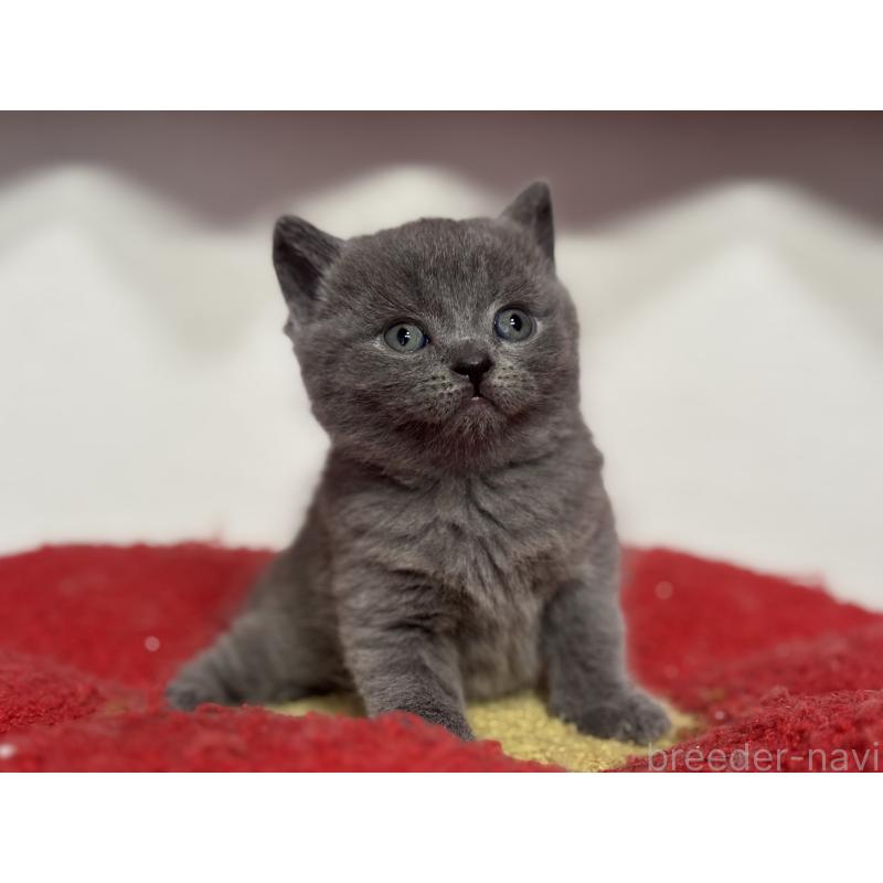 販売中の神奈川県のブリティッシュショートヘア-139216の15枚目