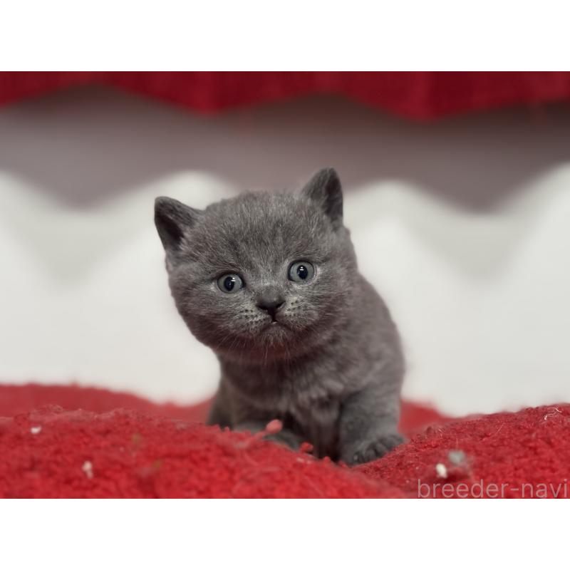 販売中の神奈川県のブリティッシュショートヘア-139216の14枚目