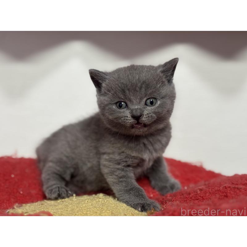 販売中の神奈川県のブリティッシュショートヘア-139216の13枚目