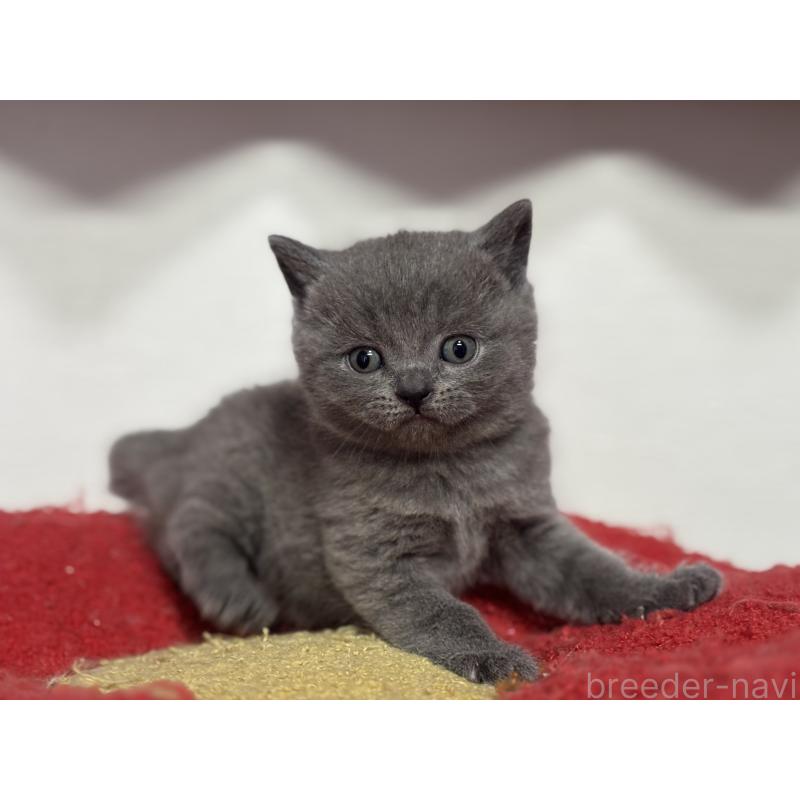 販売中の神奈川県のブリティッシュショートヘア-139216の12枚目