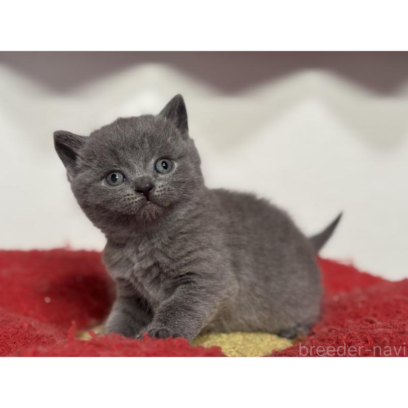 販売中の神奈川県のブリティッシュショートヘア-139216の11枚目