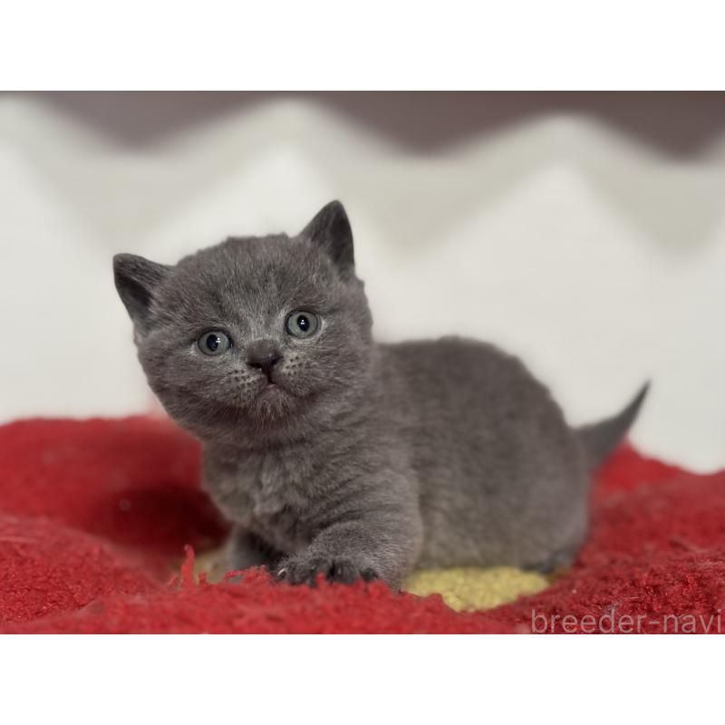 販売中の神奈川県のブリティッシュショートヘア-139216の10枚目