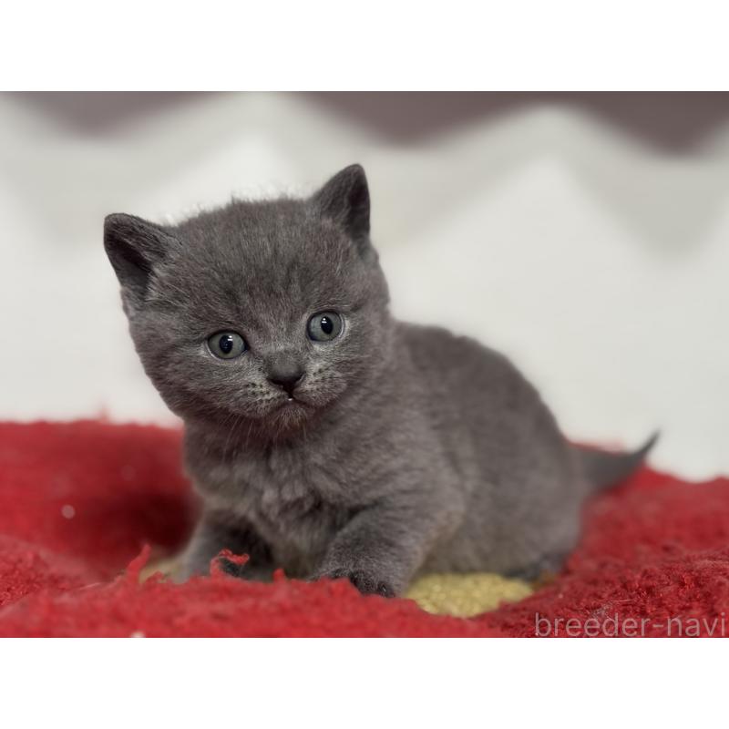 販売中の神奈川県のブリティッシュショートヘア-139216の9枚目