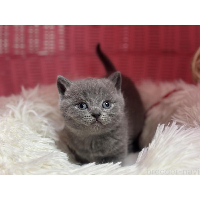 販売中の神奈川県のブリティッシュショートヘア-139216の8枚目