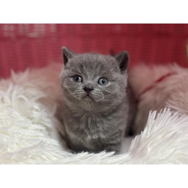 販売中の神奈川県のブリティッシュショートヘア-139216の5枚目