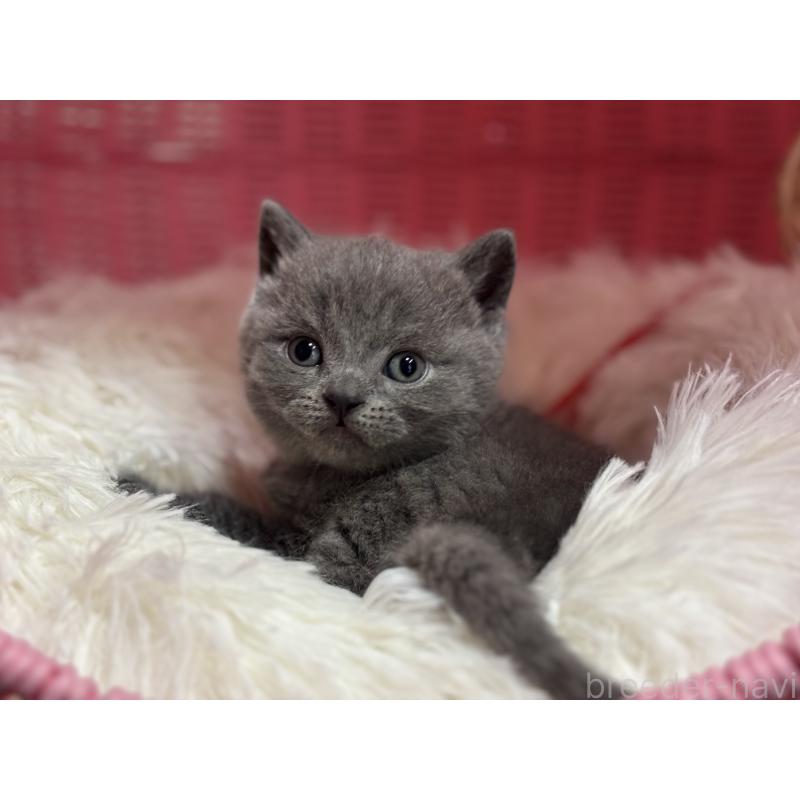 販売中の神奈川県のブリティッシュショートヘア-139216の4枚目