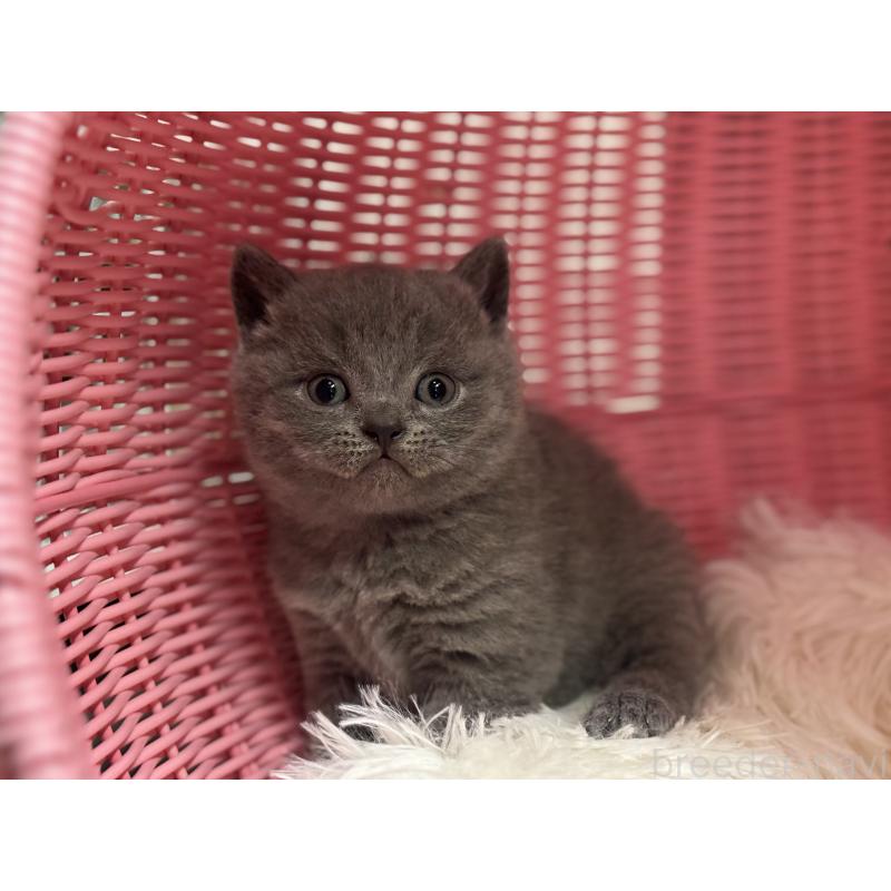 販売中の神奈川県のブリティッシュショートヘア-139216の3枚目