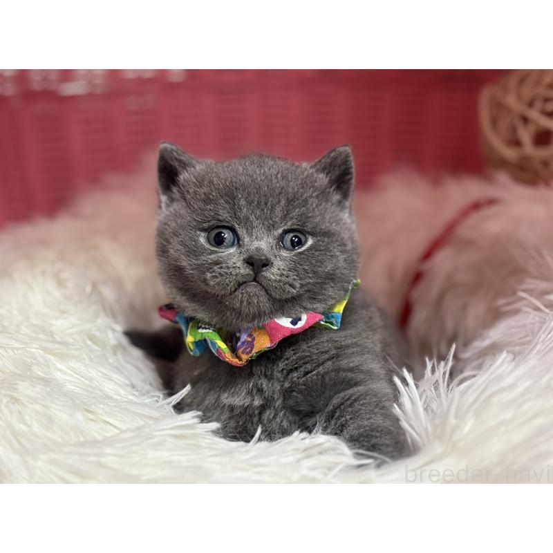 販売中の神奈川県のブリティッシュショートヘア-139217の12枚目