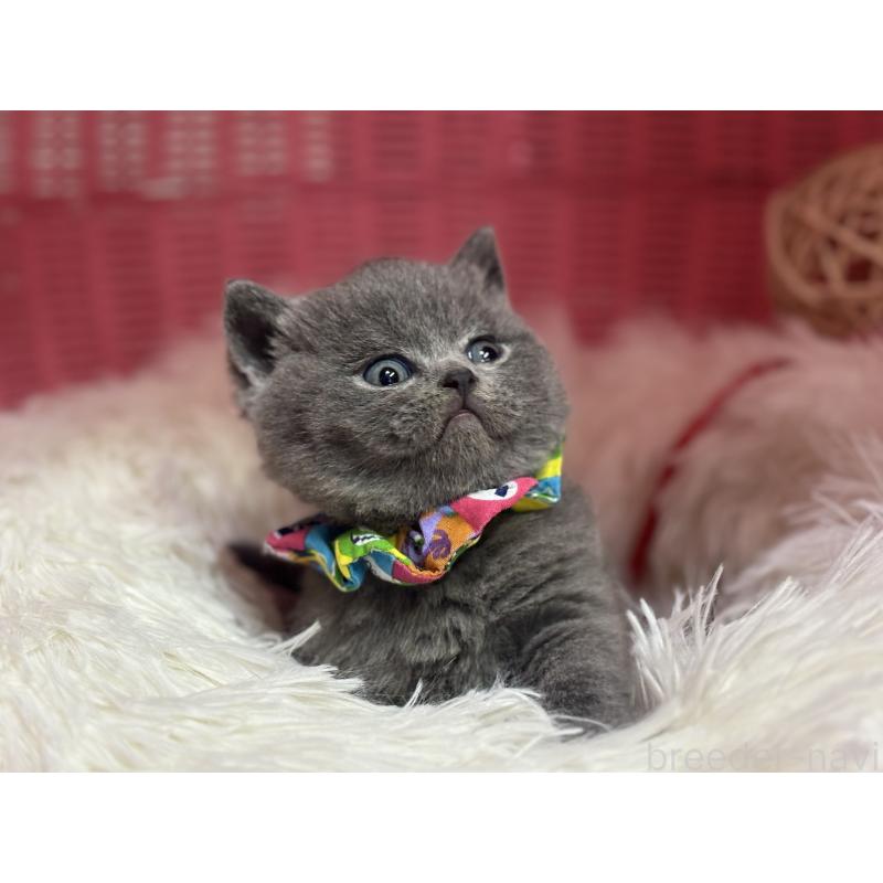 販売中の神奈川県のブリティッシュショートヘア-139217の11枚目