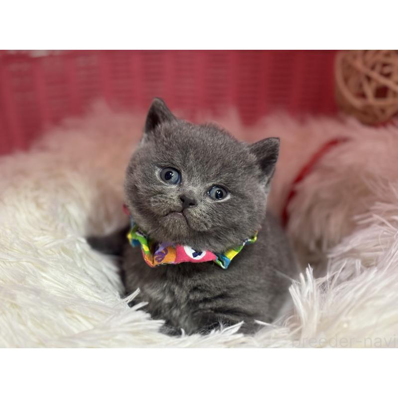 販売中の神奈川県のブリティッシュショートヘア-139217の10枚目