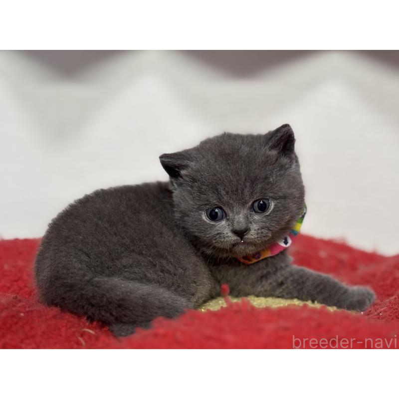 販売中の神奈川県のブリティッシュショートヘア-139217の9枚目