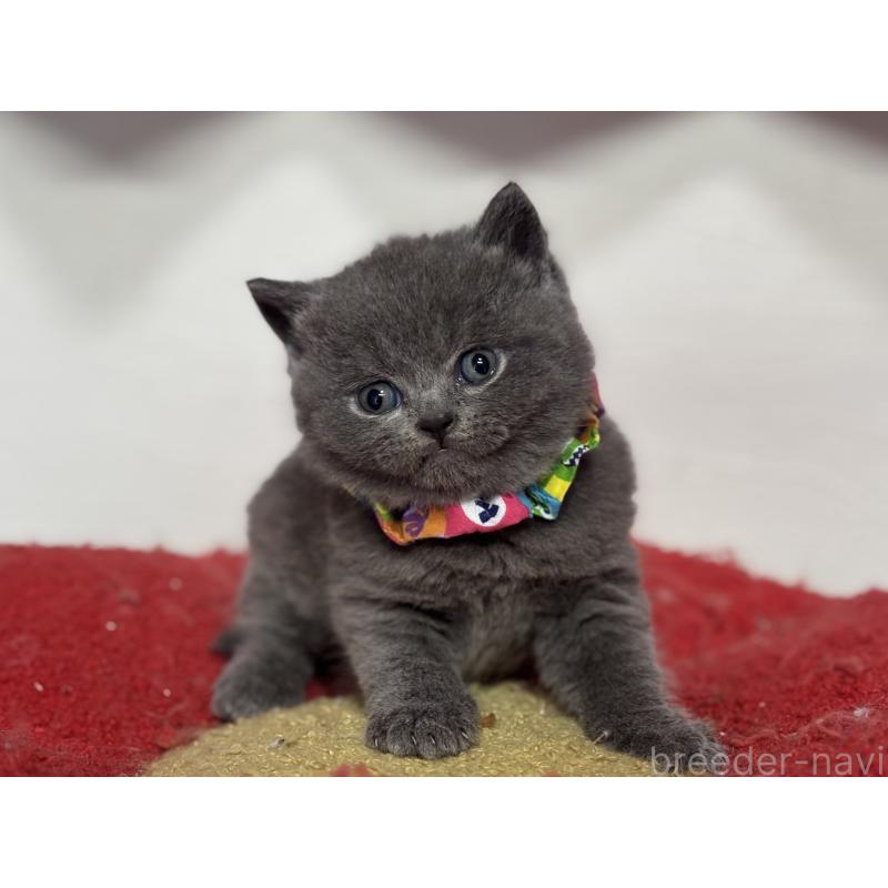 販売中の神奈川県のブリティッシュショートヘア-139217の8枚目