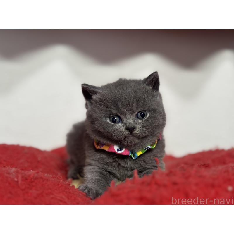 販売中の神奈川県のブリティッシュショートヘア-139217の6枚目