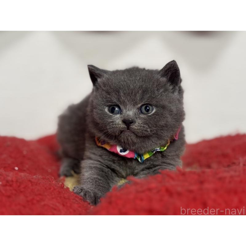 販売中の神奈川県のブリティッシュショートヘア-139217の5枚目