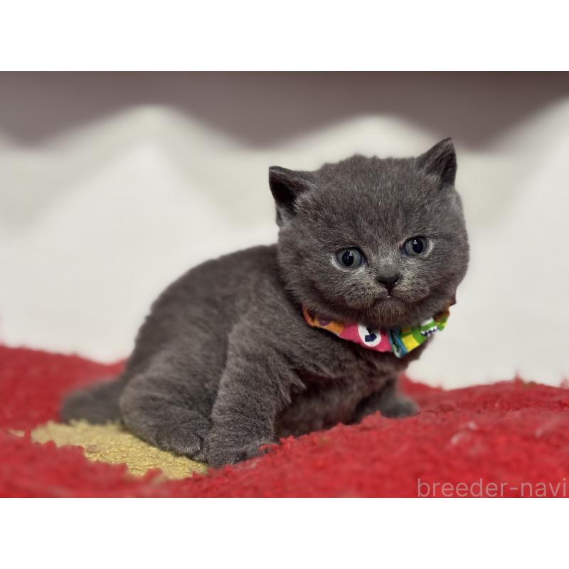 販売中の神奈川県のブリティッシュショートヘア-139217の4枚目