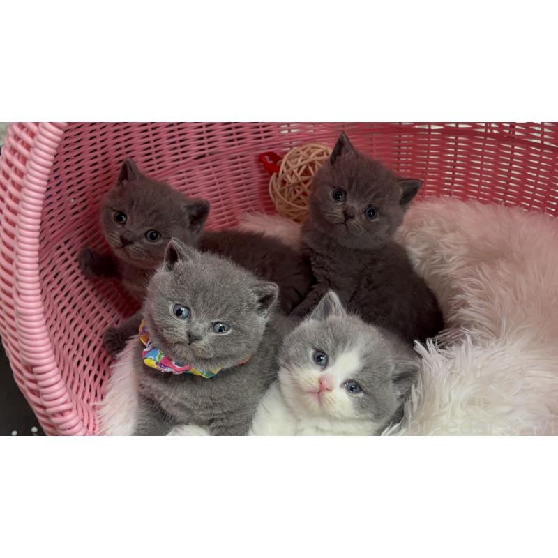 販売中の神奈川県のブリティッシュショートヘア-139217の2枚目