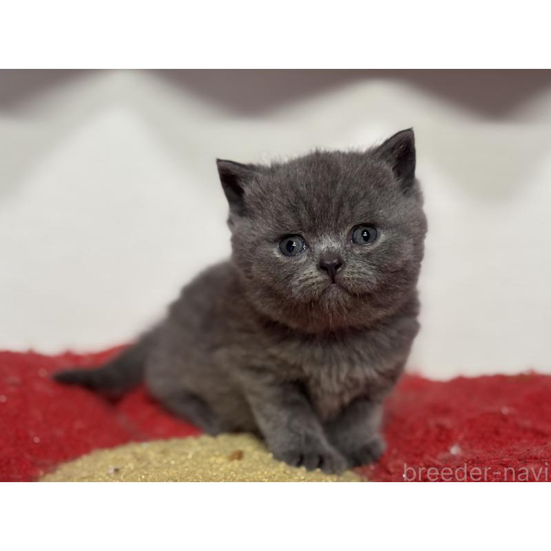 販売中の神奈川県のブリティッシュショートヘア-139218の13枚目