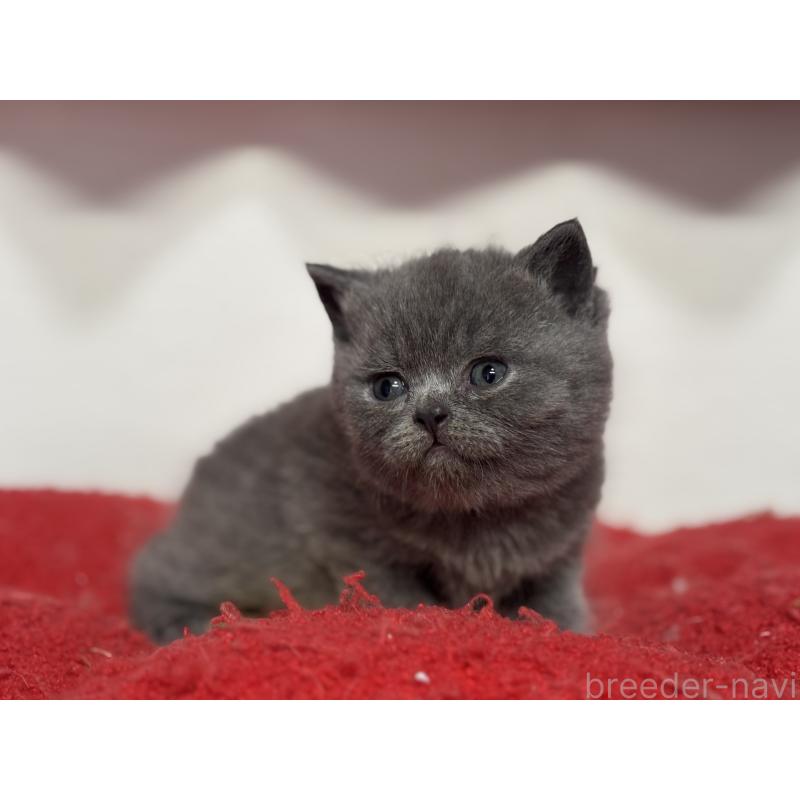 販売中の神奈川県のブリティッシュショートヘア-139218の12枚目