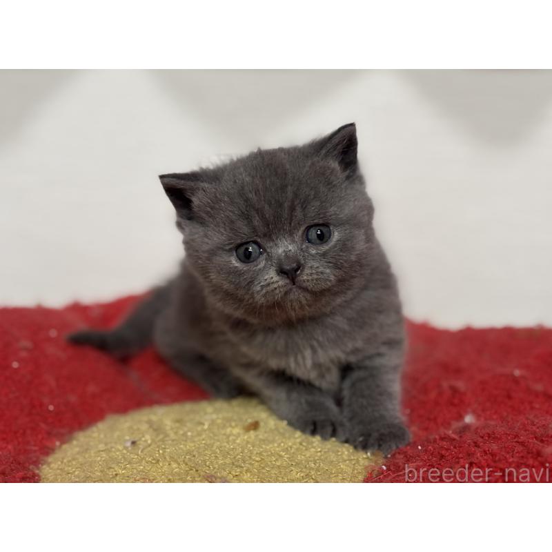 販売中の神奈川県のブリティッシュショートヘア-139218の11枚目