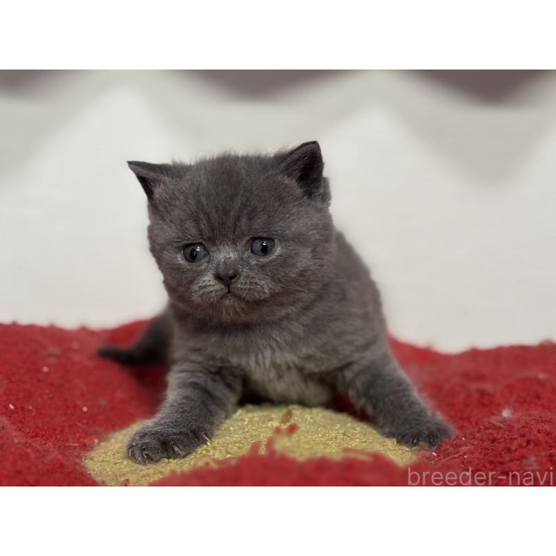 販売中の神奈川県のブリティッシュショートヘア-139218の10枚目