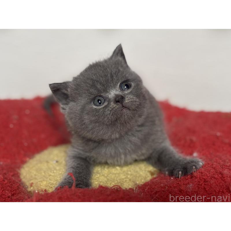 販売中の神奈川県のブリティッシュショートヘア-139218の9枚目