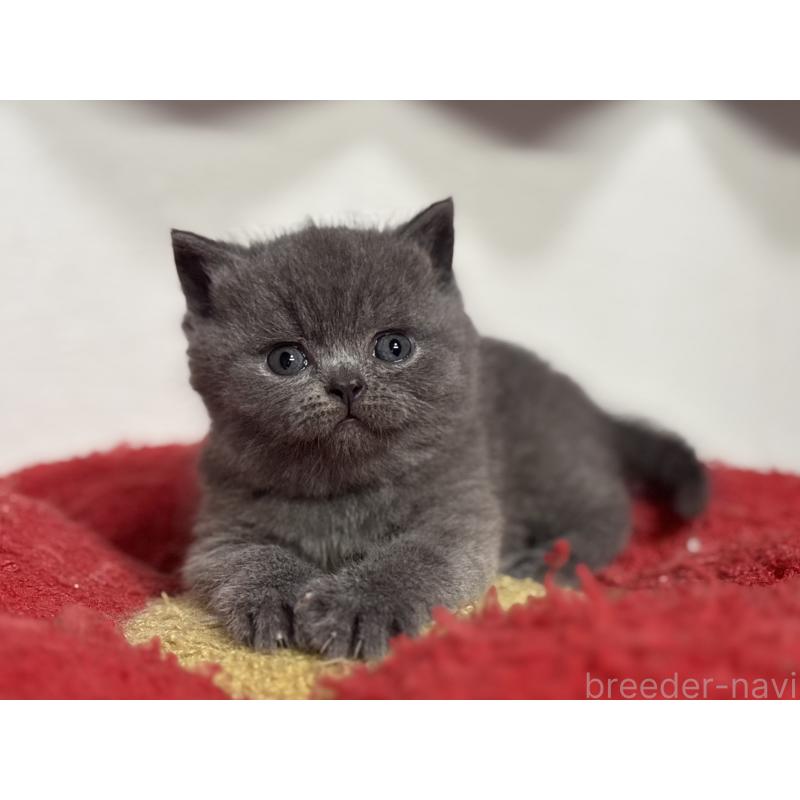 販売中の神奈川県のブリティッシュショートヘア-139218の8枚目