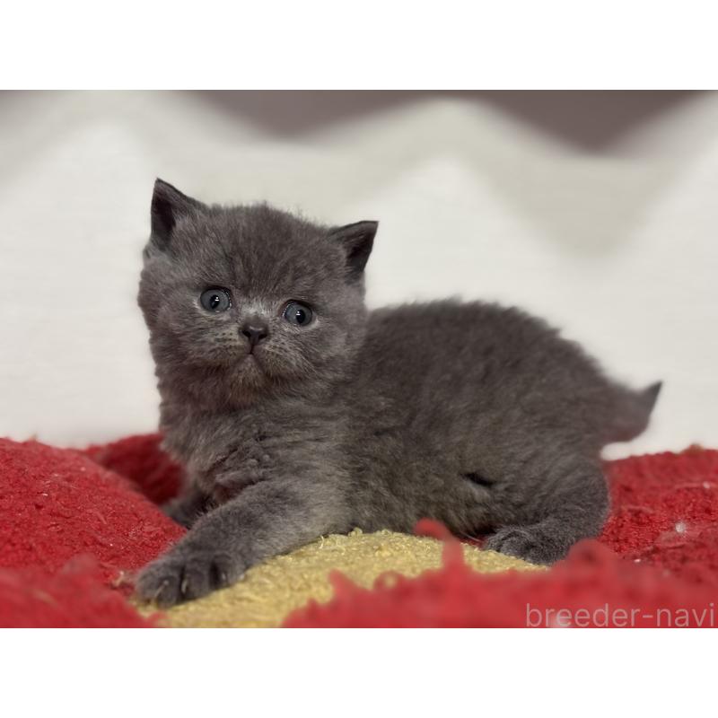 販売中の神奈川県のブリティッシュショートヘア-139218の7枚目