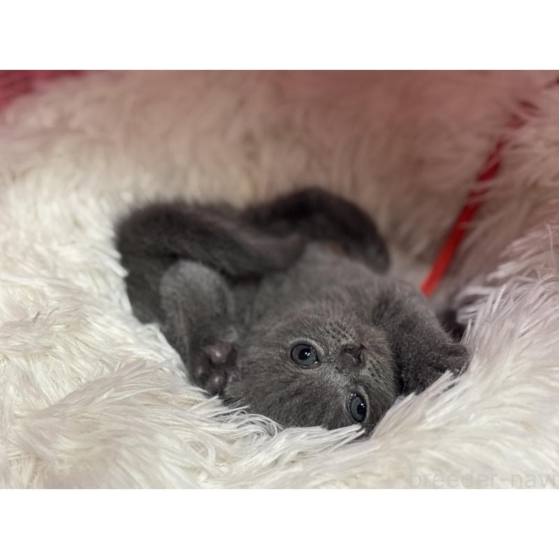 販売中の神奈川県のブリティッシュショートヘア-139218の6枚目